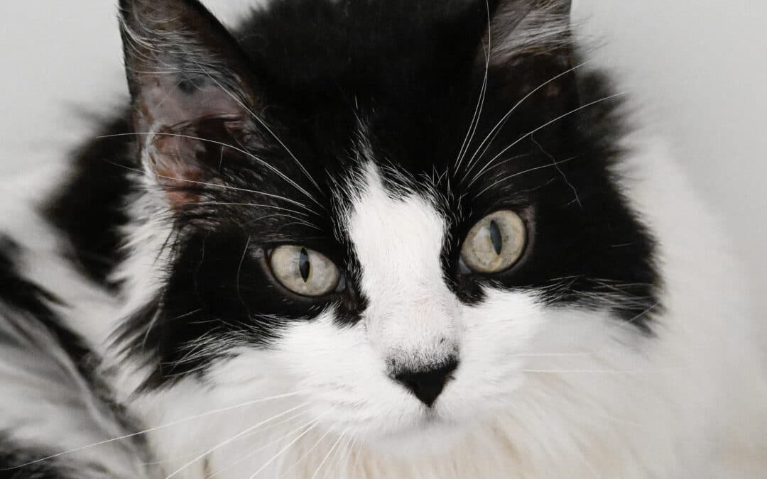 OPUS - Domestic Long Hair cat available for adoption at AARCS in Calgary