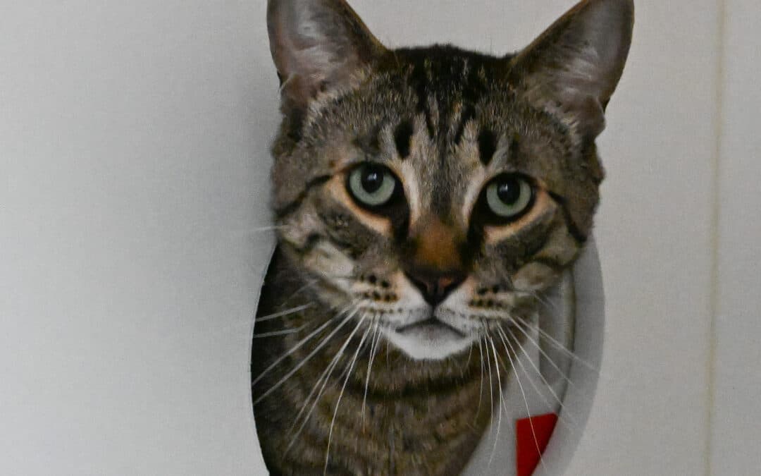 ORI - Domestic Short Hair cat available for adoption at AARCS in Calgary