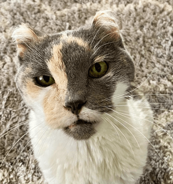 PIXIE - Domestic Short Hair cat available for adoption at AARCS in Calgary