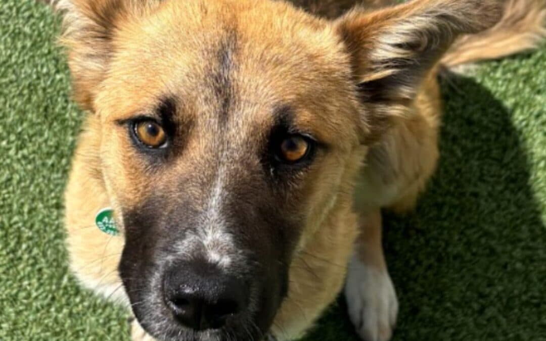 POLLY - Shepherd Mixed available for adoption