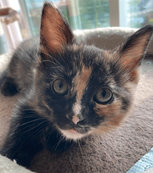 QUESO - Domestic Short Hair cat available for adoption at AARCS in Calgary