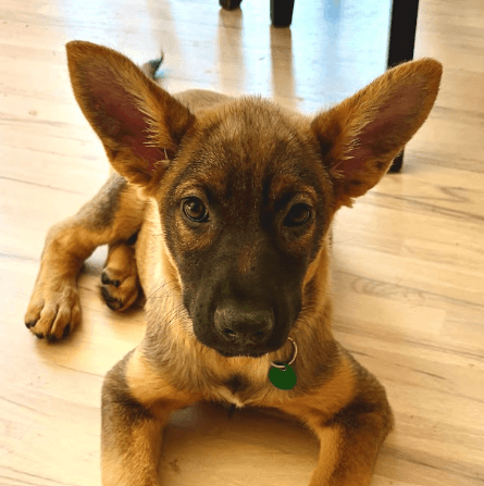 RANDALL - German Shepherd Mixed available for adoption