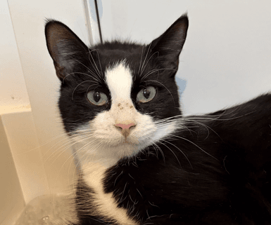 SAGE - Domestic Short Hair cat available for adoption at AARCS in Calgary
