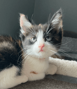 SALSA - Domestic Short Hair cat available for adoption at AARCS in Calgary
