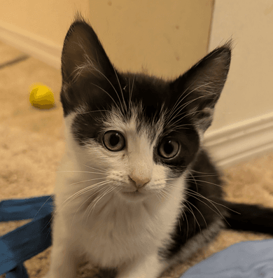 SEASON - Domestic Short Hair cat available for adoption at AARCS in Calgary