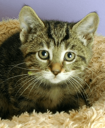 SMIDGE - Domestic Short Hair cat available for adoption at AARCS in Calgary
