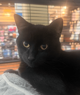 SMOKE - Domestic Short Hair available for adoption