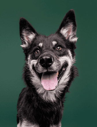 SOLSTICE - Siberian Husky Mixed available for adoption at AARCS in Calgary (1 of 6)