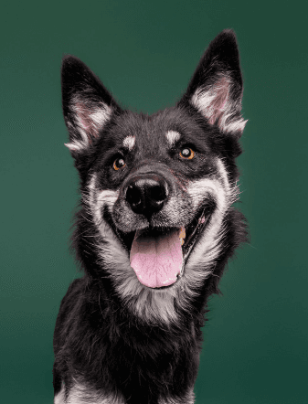 SOLSTICE - Siberian Husky Mixed available for adoption