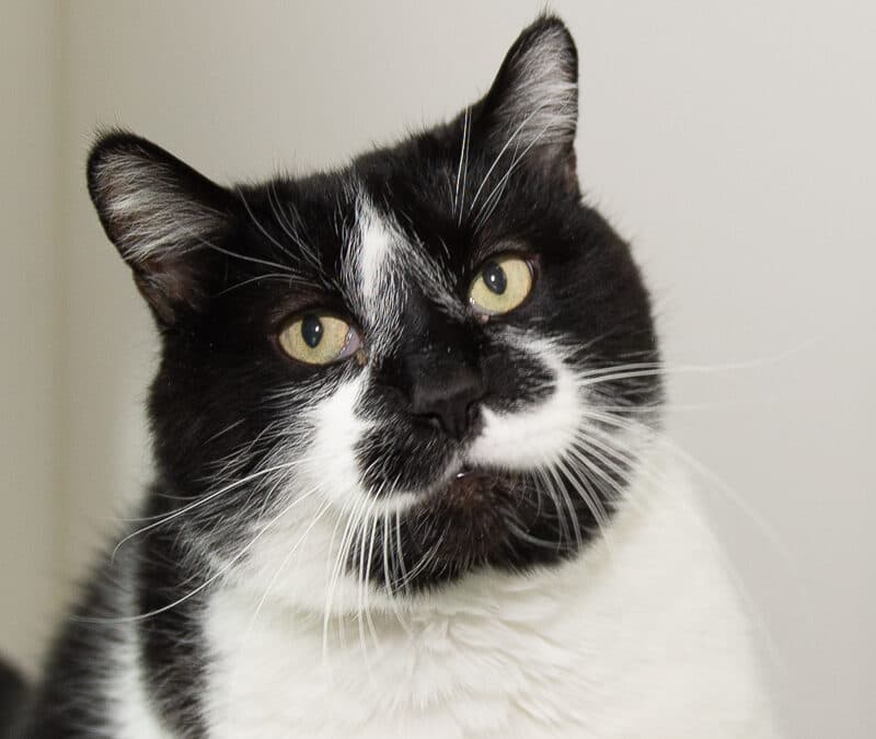 SPIKE - Domestic Short Hair cat available for adoption at AARCS in Calgary
