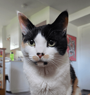 SUE ELLEN - Domestic Short Hair cat available for adoption at AARCS in Calgary