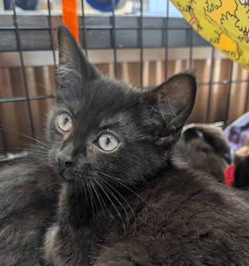 SUMMER - Domestic Short Hair cat available for adoption at AARCS in Calgary
