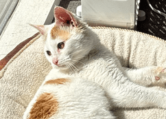 TACO - Domestic Short Hair cat available for adoption at AARCS in Calgary