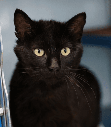 TAJIN - Domestic Short Hair cat available for adoption at AARCS in Calgary