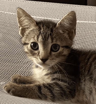 TAMAGO - Domestic Short Hair cat available for adoption at AARCS in Calgary