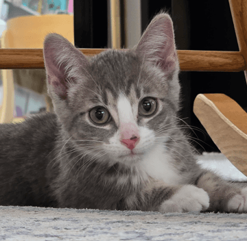 TINKER - Domestic Short Hair cat available for adoption at AARCS in Calgary