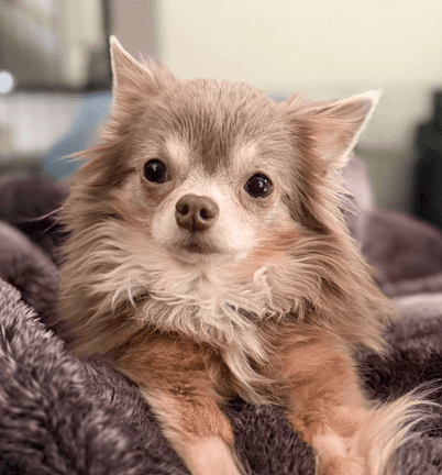 YOSHI - Chihuahua, Long Coat Mixed available for adoption in Alberta