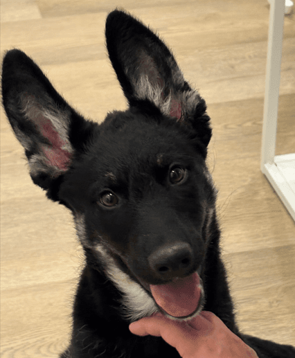 ZEKE - Siberian Husky Mixed available for adoption