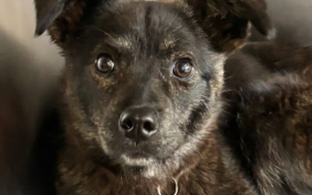 ZENA - Rough Collie Mix available for adoption