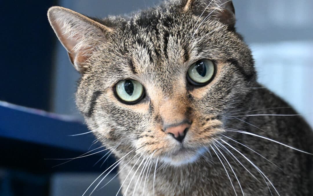 ZOTERI - Domestic Short Hair cat available for adoption at AARCS in Calgary