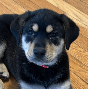 ZUKO - Rottweiler Mixed available for adoption