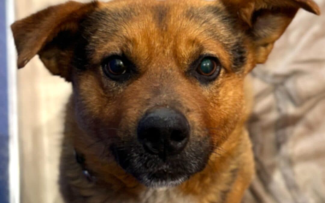 YODA - Shepherd Mixed available for adoption
