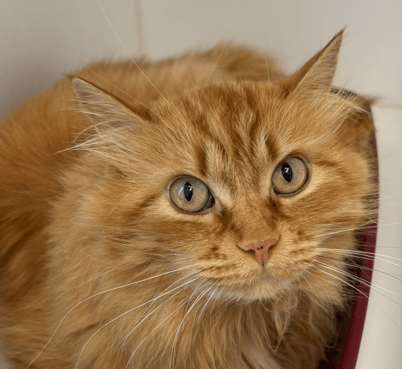 ALPHONSO - Domestic Medium Hair cat available for adoption at AARCS in Calgary (1 of 3)