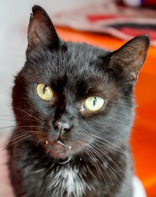 ALVEN - Domestic Short Hair cat available for adoption at AARCS in Calgary (1 of 6)