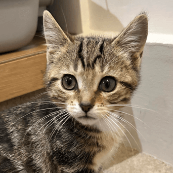 AMELIA - Domestic Short Hair cat available for adoption at AARCS in Calgary (1 of 6)