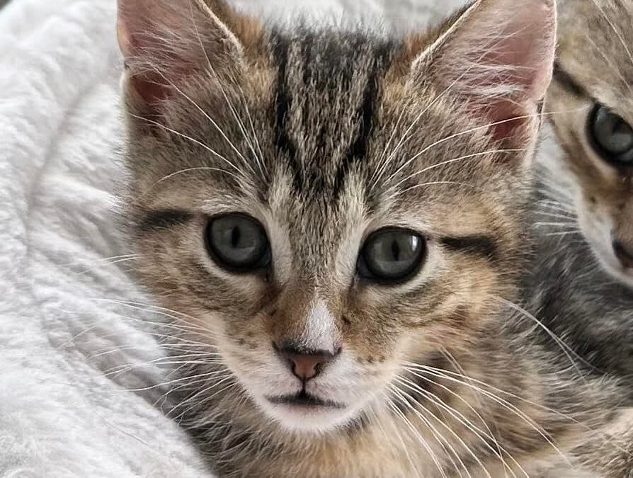 ANNA - Domestic Short Hair cat available for adoption at AARCS in Calgary (1 of 5)