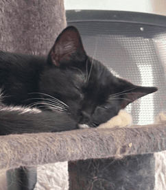 ARIAT - Domestic Short Hair cat available for adoption at AARCS in Calgary