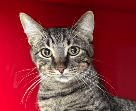 AVRIL - Domestic Short Hair available for adoption