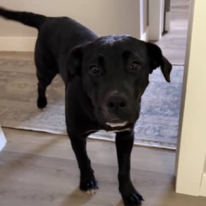 BAMBI - Retriever, Labrador Mixed available for adoption