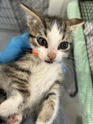 BECKHAM - Domestic Short Hair cat available for adoption at AARCS in Calgary