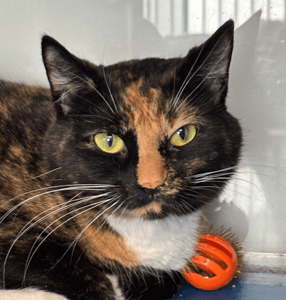 BELLE - Domestic Short Hair cat available for adoption at AARCS in Calgary (1 of 5)