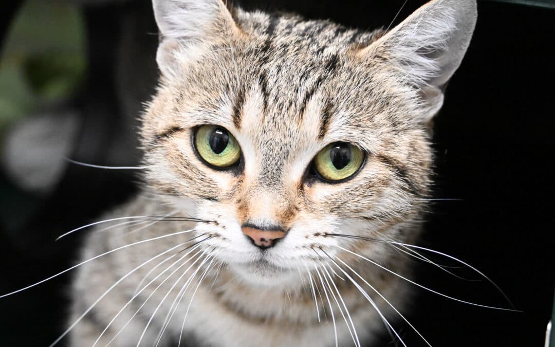 BETTY - Domestic Short Hair available for adoption