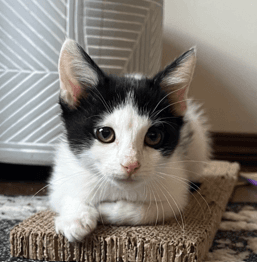 BIBBIDI - Domestic Short Hair cat available for adoption at AARCS in Calgary (1 of 5)