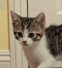 BIG BEN - Domestic Short Hair available for adoption