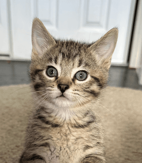 BIRDIE - Domestic Short Hair available for adoption