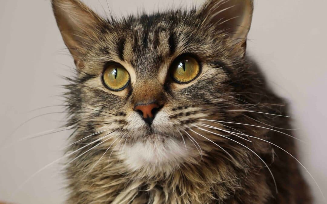 BISCOTTI - Domestic Long Hair available for adoption