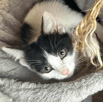 BOBBIDI - Domestic Short Hair cat available for adoption at AARCS in Calgary (1 of 6)
