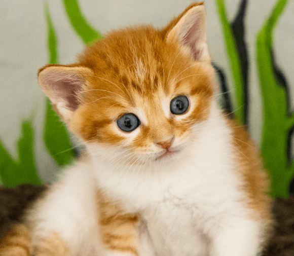 BOEING - Domestic Short Hair cat available for adoption at AARCS in Calgary (1 of 4)