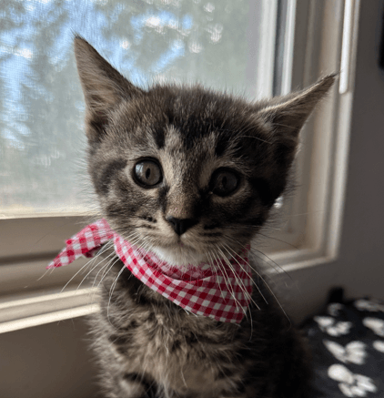 BOGEY - Domestic Short Hair available for adoption