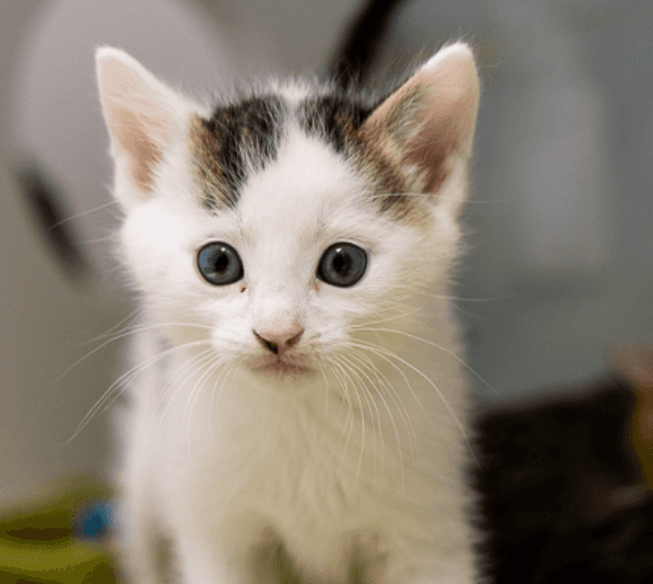BOMBARDIER - Domestic Short Hair cat available for adoption at AARCS in Calgary (1 of 5)