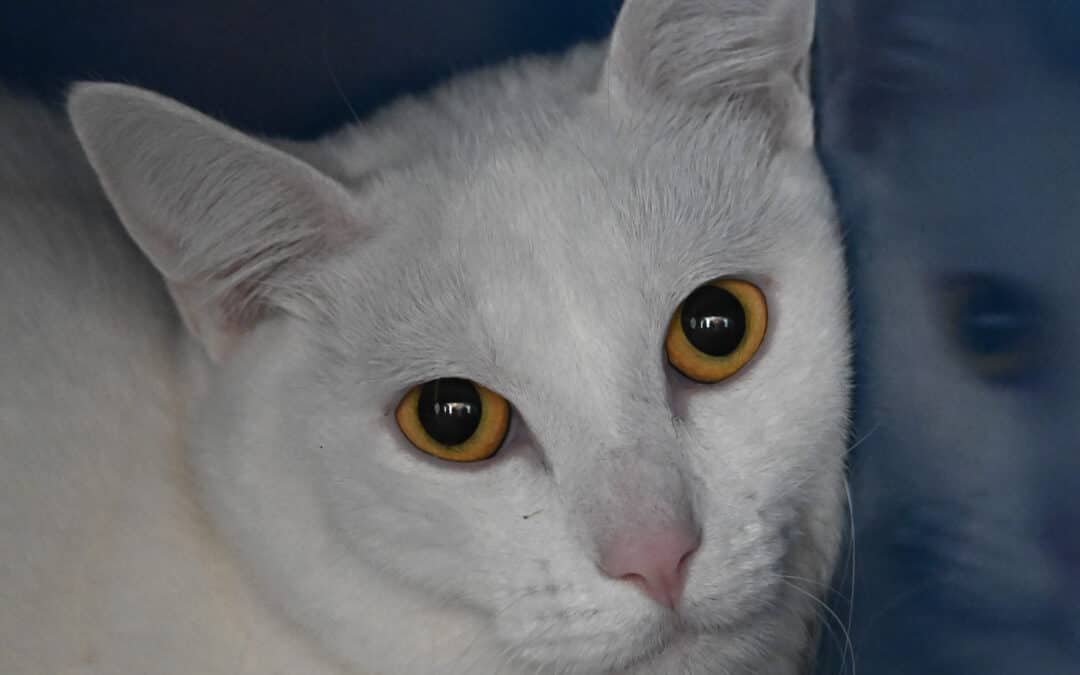 BONDI - Domestic Short Hair cat available for adoption at AARCS in Calgary (1 of 3)