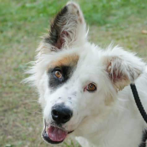 BRIGITTA - Rough Collie Mix available for adoption