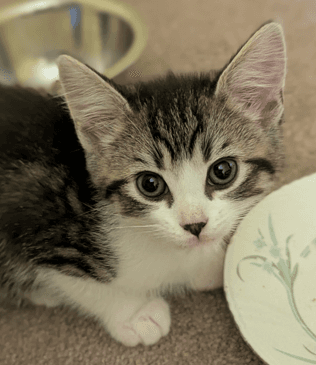 BRIXTON - Domestic Short Hair available for adoption