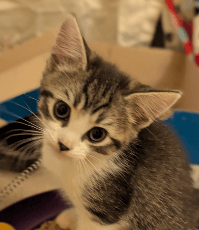 BROMLEY - Domestic Short Hair available for adoption