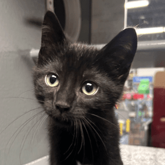 BRUISER - Domestic Short Hair available for adoption