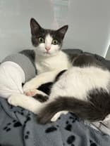 BUBBLES - Domestic Short Hair available for adoption